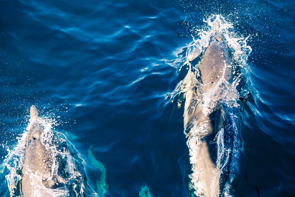Dolphins Swimming