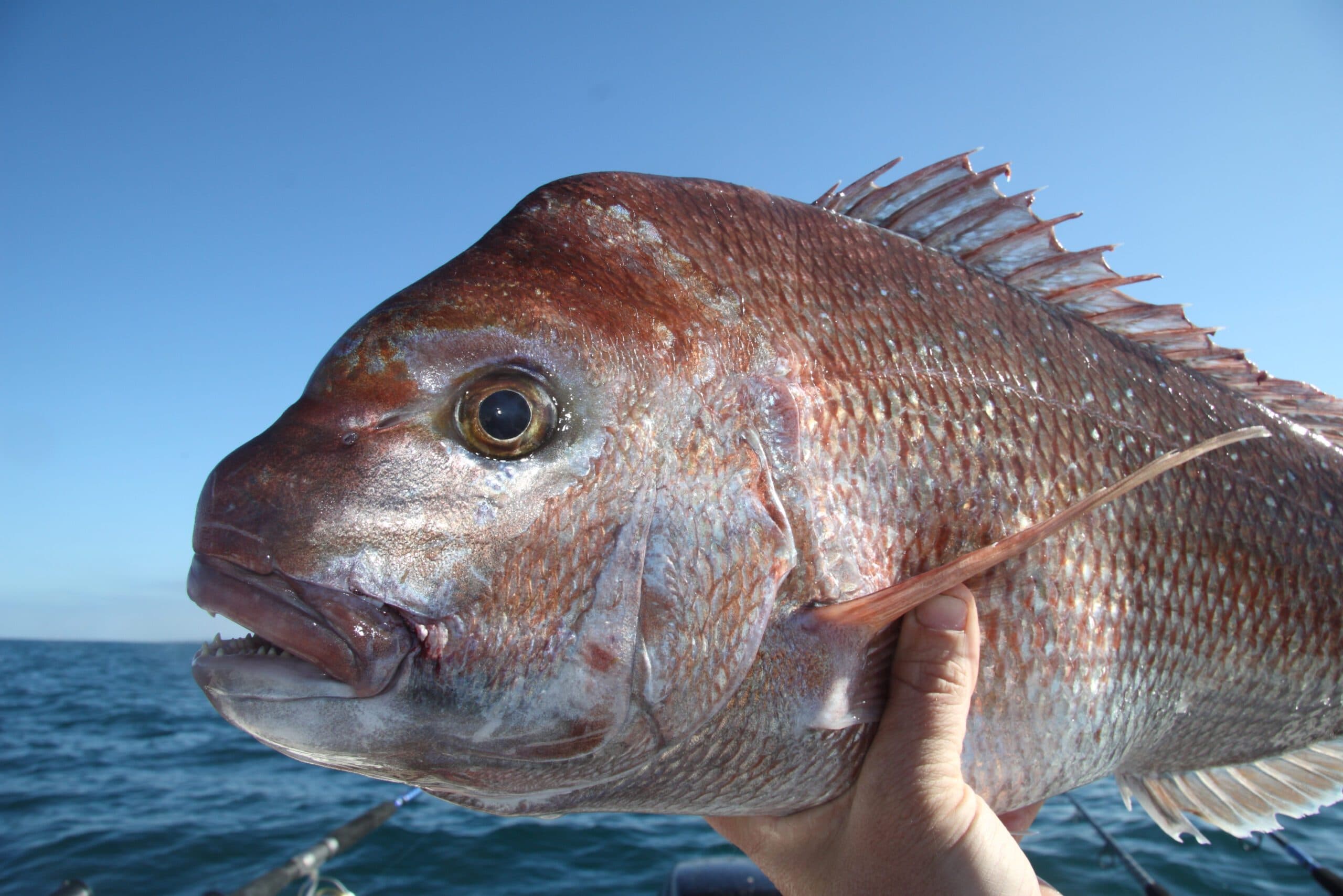 Bayside Sports Fishing Guide | Boat Hire & Fishing Charters